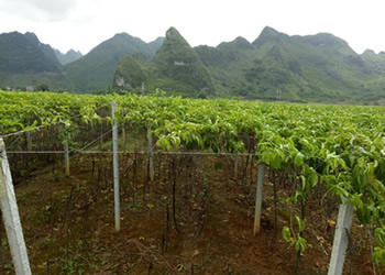 UV Stabilized PET Filaments