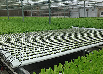 Deep Flowing Technique hydroponic system