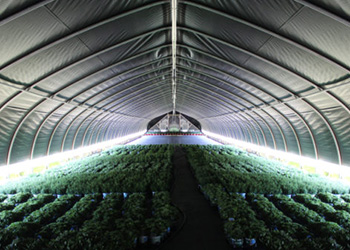 Light Deprivation Greenhouse