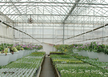 Wide Span Greenhouse